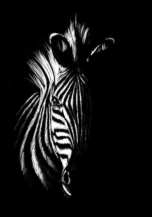 Zebra01